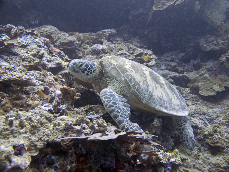 Turtle, Mid Reef